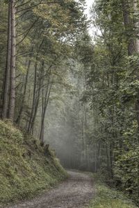 Dirt road passing through forest