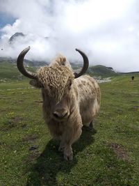 Sheep in a field