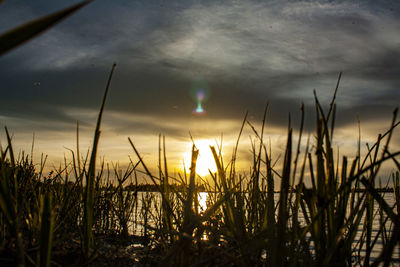 Silhouette plants growing on field against sky during sunset