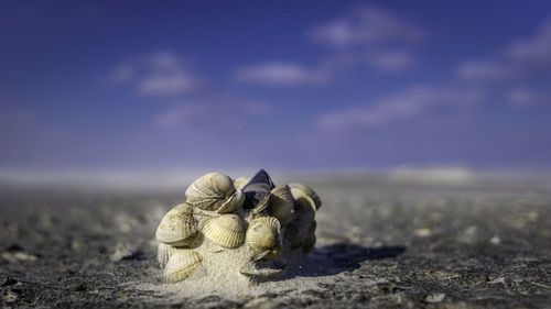 Close-up of shell on beach