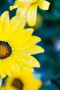 Close-up of yellow flower blooming outdoors