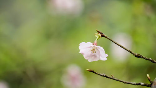 Close-up of cherry blossom on branch