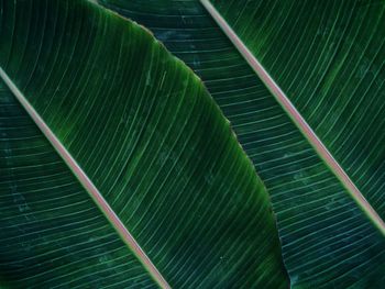 Banana leaf of life