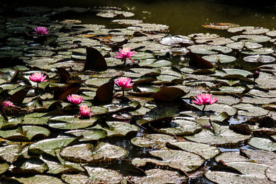 Close-up of pink flowers