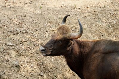 View of an animal on field