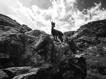 Low angle view of horse standing on rock against sky