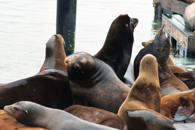 High angle view of sea lions relaxing at pier 39