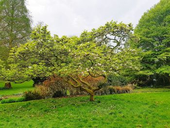 Trees on field against sky