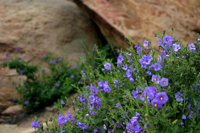 Close-up of purple flowers