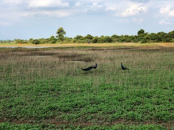 View of bird on field against sky