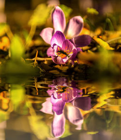 Close-up of purple crocus blooming outdoors