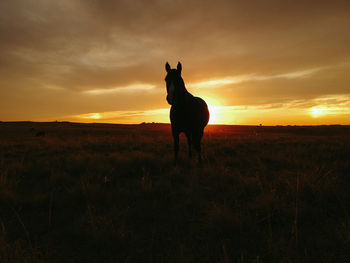 Horse standing on field during sunset