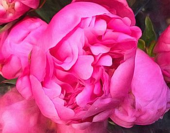 Close-up of pink rose