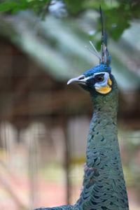 Close-up of a bird