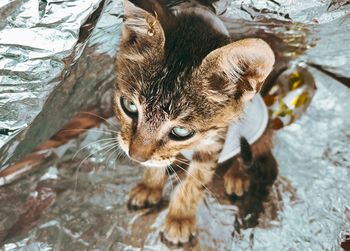 Close-up of a cat