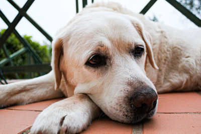 Close-up portrait of a dog