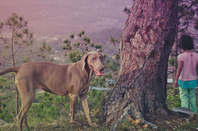 Rear view of girl with weimaraner standing near tree during sunset