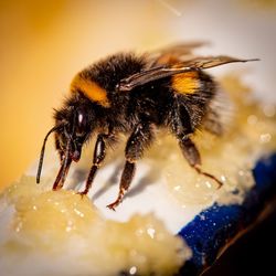 Close-up of bee on flower