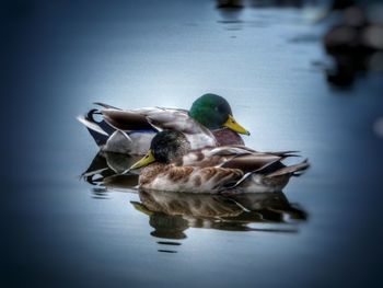 High angle view of ducks in water