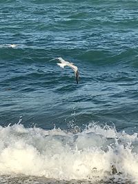 Seagulls flying over sea