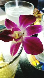 Close-up of water lily