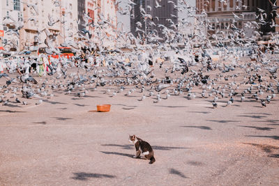 Flock of birds and cat on city street