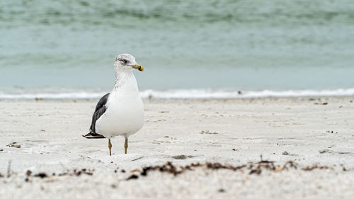 Seagull on a beach