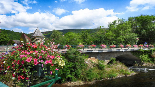 Flowering plants by trees against sky