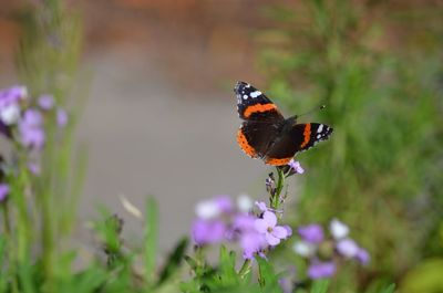 Butterfly pollinating on purple flower