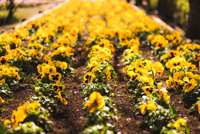 Close-up of yellow flowering plant on field