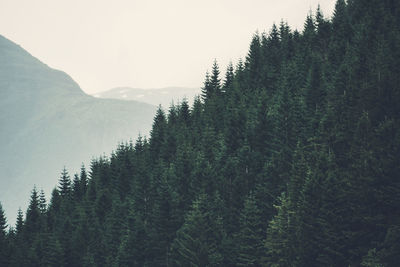 Panoramic view of pine trees in forest