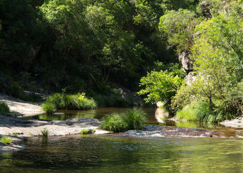 Scenic view of river amidst trees in forest