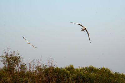 Low angle view of birds flying in sky