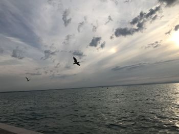 View of birds flying over sea