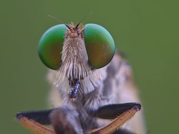 Close-up of a parrot