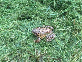 High angle view of tortoise on grass