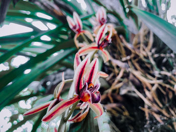 Close-up of red flowering plant