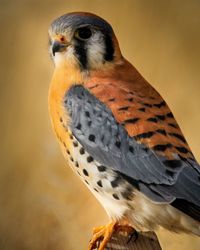 American kestrel perched against a beige background.