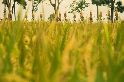 Crops growing on field