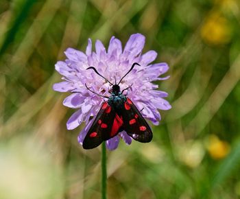 Close-up of butterfly pollinating on purple flower