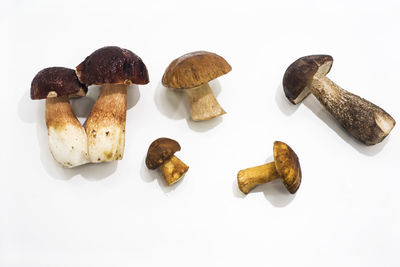 High angle view of mushrooms against white background