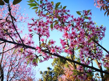Low angle view of pink flower tree against sky
