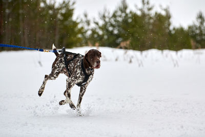 Running pointer dog on sled dog racing. winter dog sport sled team competition. english pointer dog