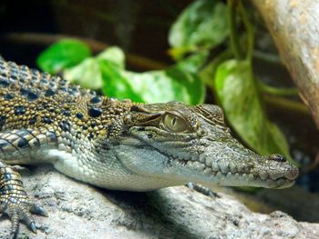 Close-up of crocodile on rock