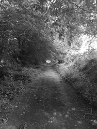 Walkway amidst trees