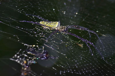 Close-up of spider web