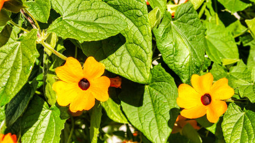 Close-up of yellow flowering plant