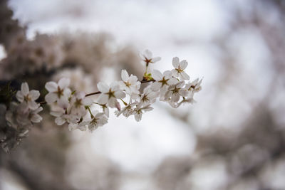 Close-up of white cherry blossom plant