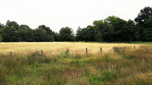 Scenic view of grassy field