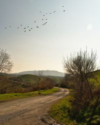 Birds flying over trees against sky